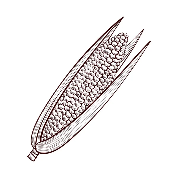 Dessin vectoriel épi maïs — Image vectorielle