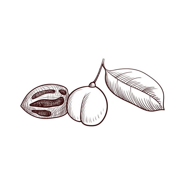 Векторний малюнок мускатного горіха — стоковий вектор