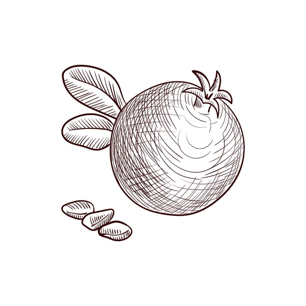 Vectortekening granaatappel — Stockvector