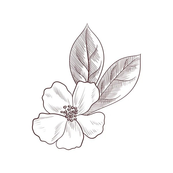 Vector drawing tea seed oil — ストックベクタ