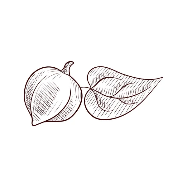Vektorové kreslení tung strom ovoce — Stockový vektor