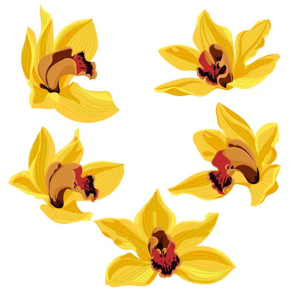 Vektor ritning orkidé blommor — Stock vektor