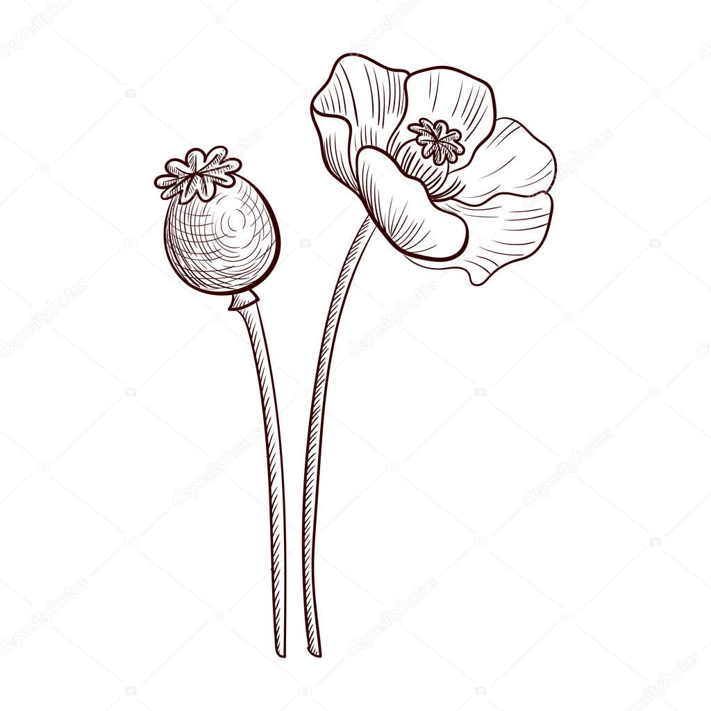 vector drawing poppy plant