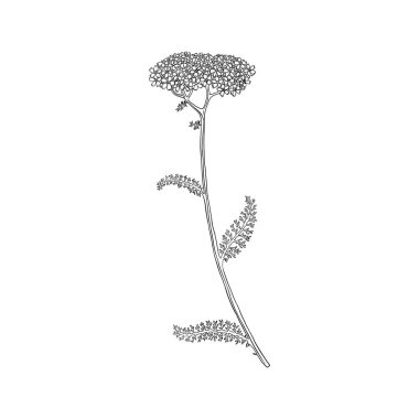 vektör yarrow çiçeği çiziyor