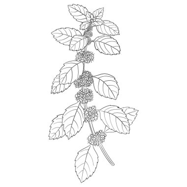 vektör nane çiçeği