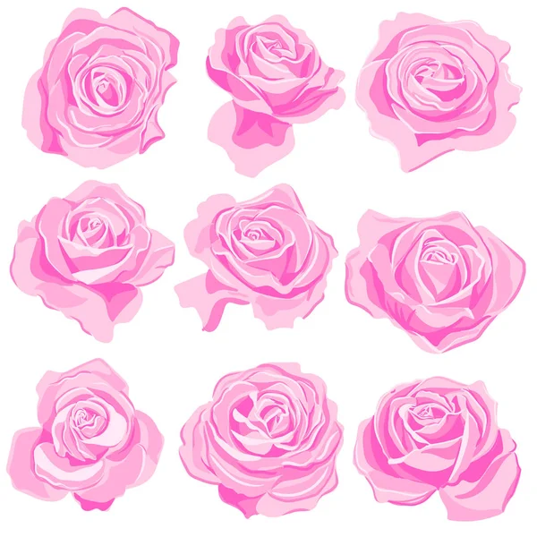 Vector tekening roze rozen bloemen — Stockvector