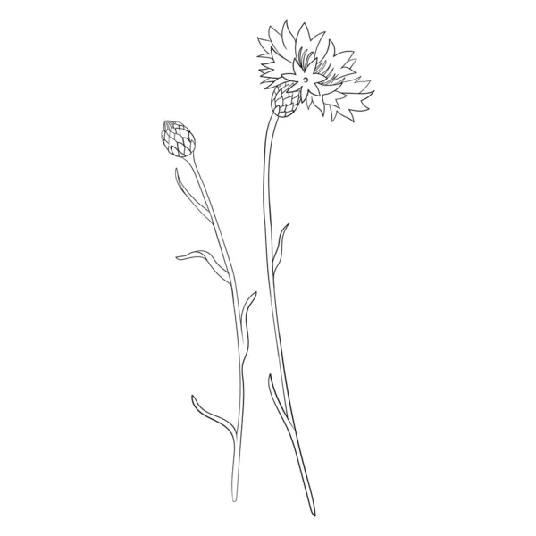 Vector drawing cornflower flower — Stock Vector