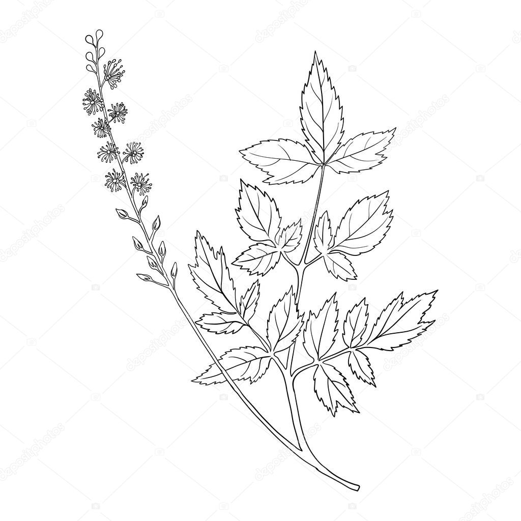 vector drawing black cohosh flower