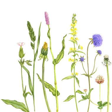 yabani bitkiler ve çiçekler, renkli kalemlerle çiziyorlar.