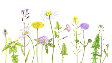 yabani bitkiler ve çiçekler, renkli kalemlerle çiziyorlar.