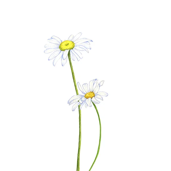 野生植物和花卉,用彩色铅笔画图 — 图库照片