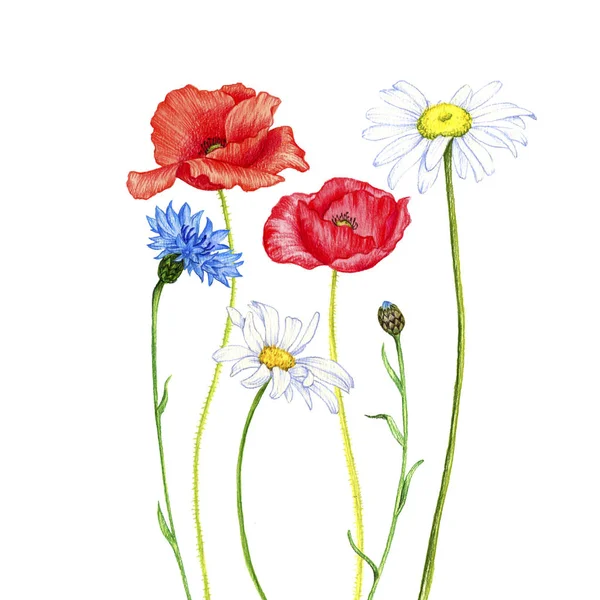 Wild plants and flowers, drawing by color pencils — Stock Photo, Image