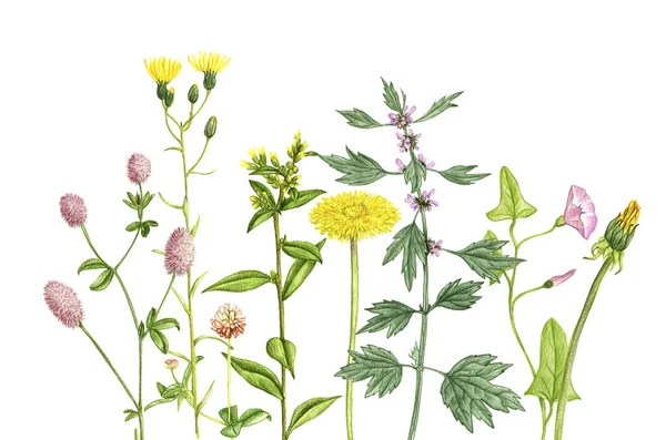 Vilda växter och blommor, ritning av färgpennor — Stockfoto