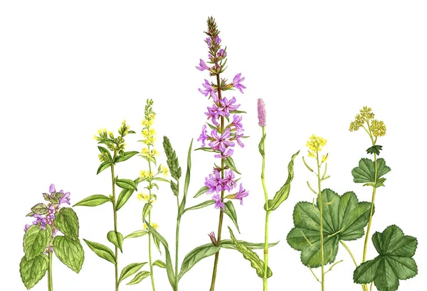 Dzikie rośliny i kwiaty, rysunek przez ołówki kolorów — Zdjęcie stockowe