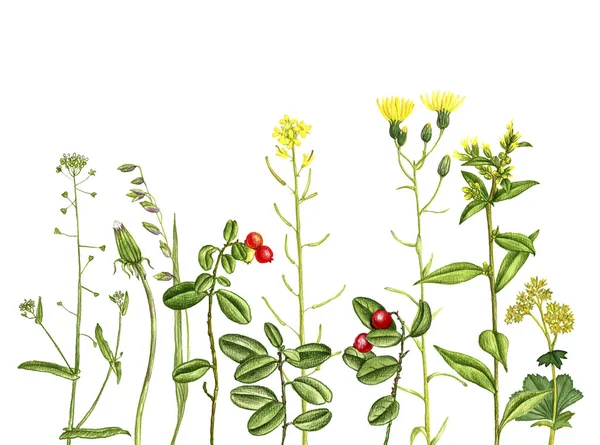 Divoké rostliny a květiny, kresba barevnými tužkami — Stock fotografie