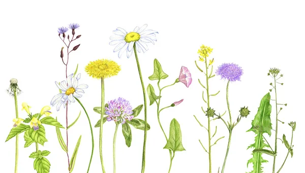 Дикі рослини і квіти, малюнок кольоровими олівцями — стокове фото