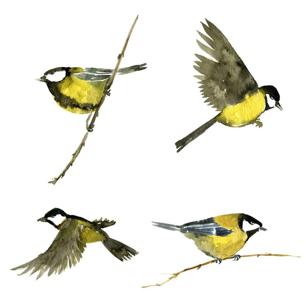 Watercolor flying birds — Stock Photo, Image