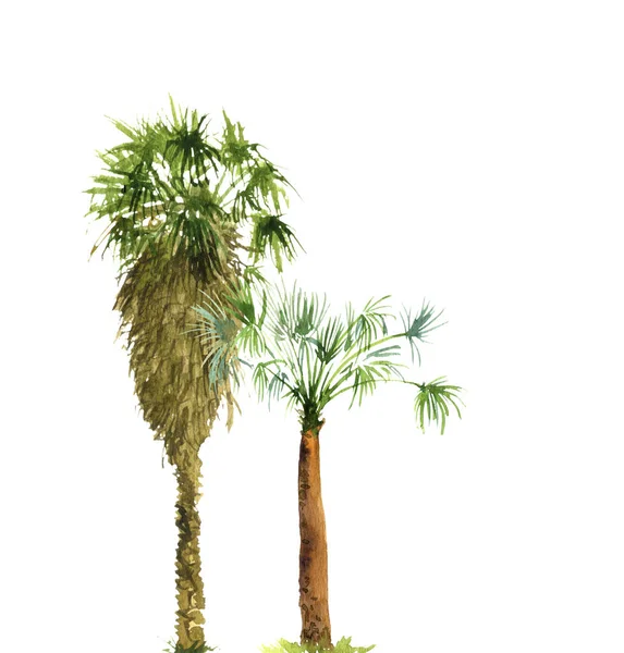 Акварельный рисунок пальм — стоковое фото