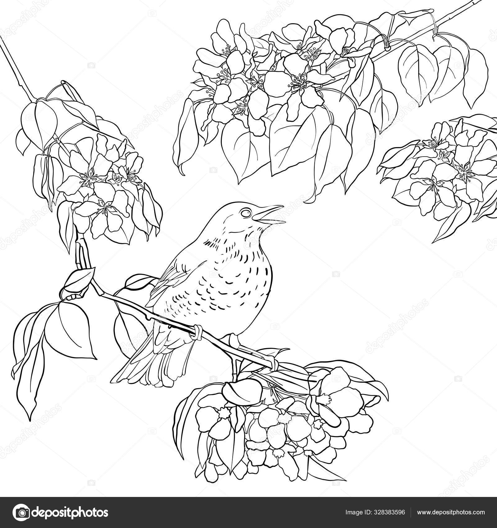 Red Canary bird sitting On the tree - coloring page - PRB ARTS