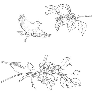 kuş ağaç dalında