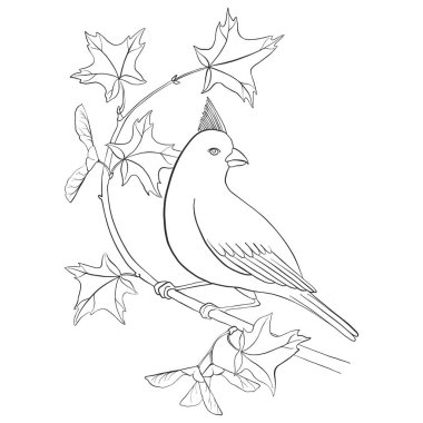 kuş ağaç dalında