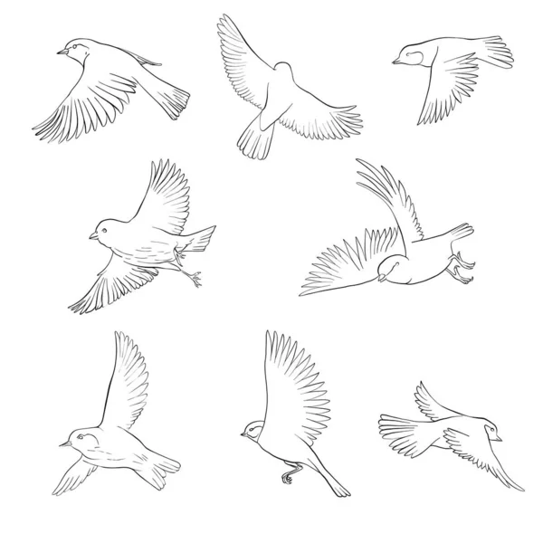 Aves voadoras vectoras — Vetor de Stock