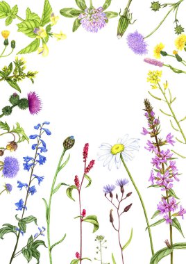 yabani bitkiler ve çiçekler, renkli kalemlerle çiziyorlar.