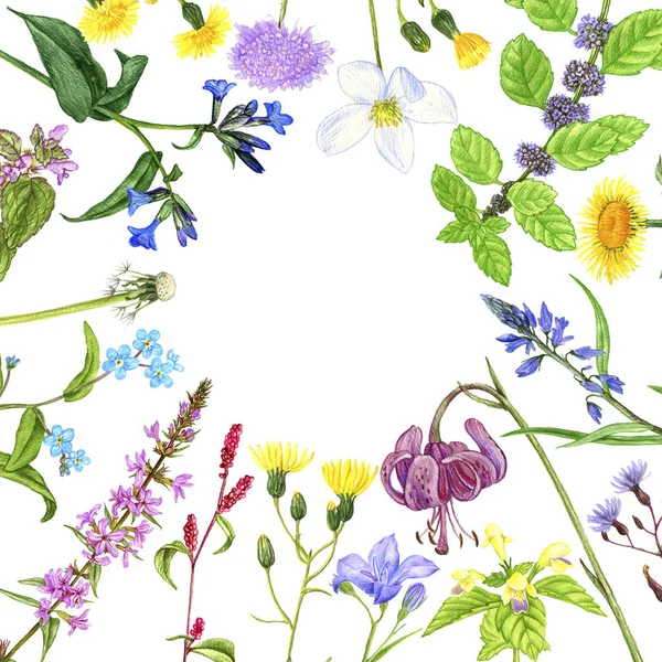 Wild plants and flowers, drawing by color pencils — Stock Photo, Image