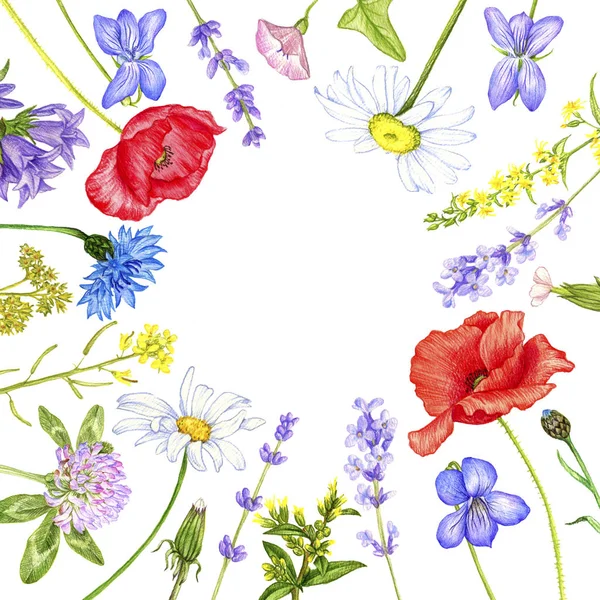 Wild plants and flowers, drawing by color pencils — Stock Photo, Image