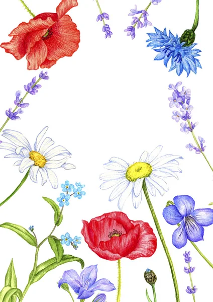 Дикі рослини і квіти, малюнок кольоровими олівцями — стокове фото
