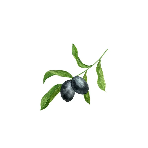 Aquarel tekening tak van olijfboom — Stockfoto