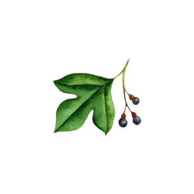 watercolor drawing branch of sassafras tree clipart