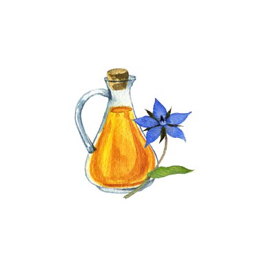 watercolor drawing borage seed oil clipart