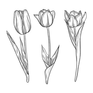 Lalelerin çiçek çizim vektörü
