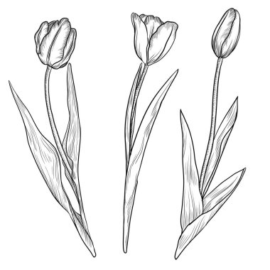 Lalelerin çiçek çizim vektörü