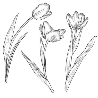 Lalelerin çiçek çizim vektörü
