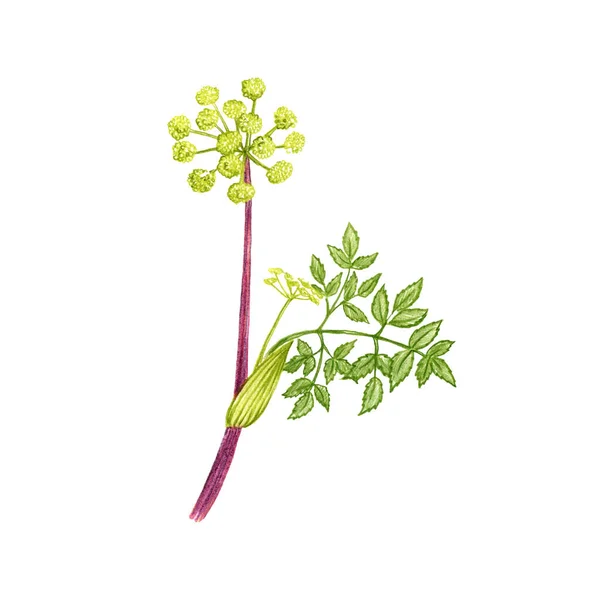 野芹菜,用彩色铅笔画 — 图库照片