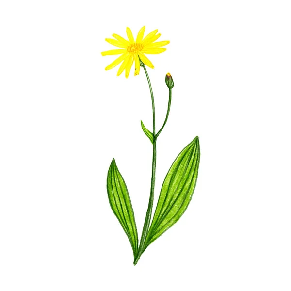 Arnica, desenho por lápis de cor — Fotografia de Stock