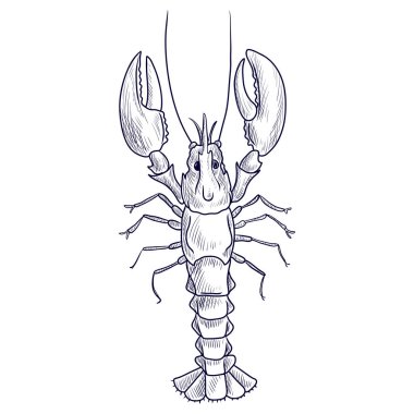 vektör çizimi ıstakoz