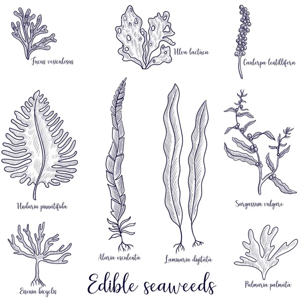 Dibujo vectorial de algas comestibles — Archivo Imágenes Vectoriales