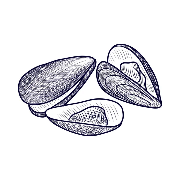Vector drawing mussels — Stock Vector