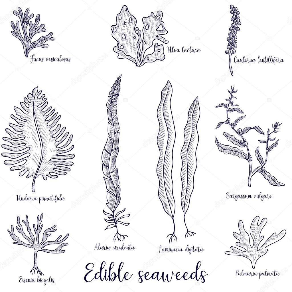 vector drawing edible seaweed
