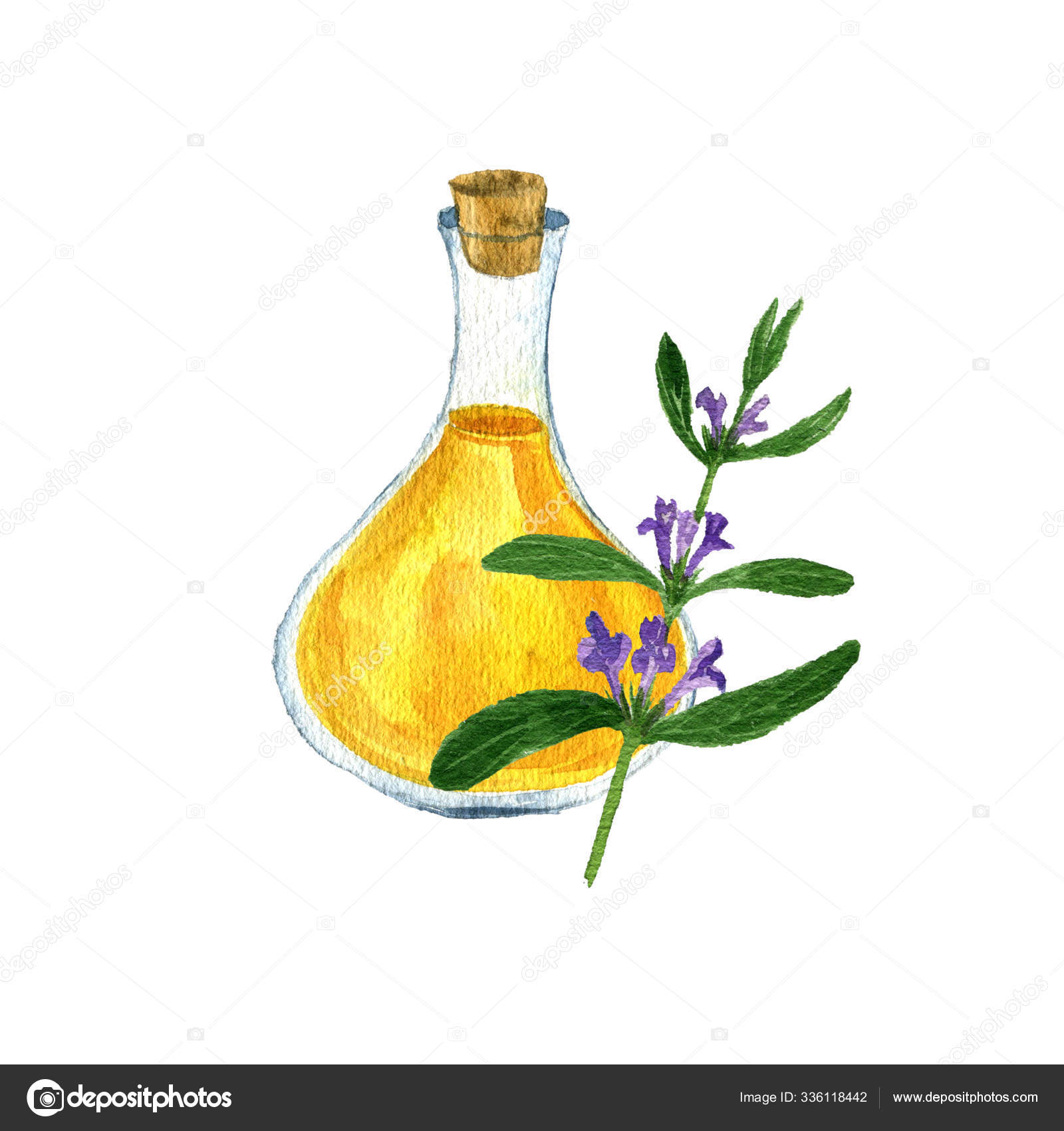 Watercolor Drawing Lallemantia Oil Stock Photo Image By C Cat Arch Angel Watercolor Drawing Lallemantia Oil Stock Photo Image By C Cat Arch Angel