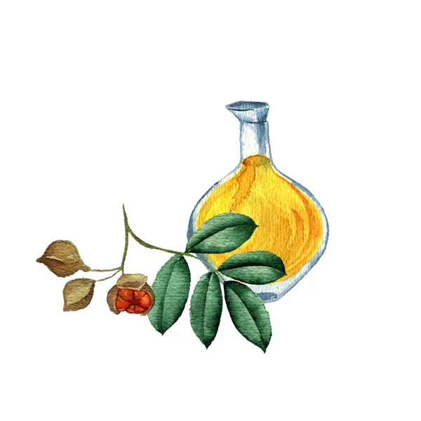 Acuarela dibujo aceite de mafura — Foto de Stock