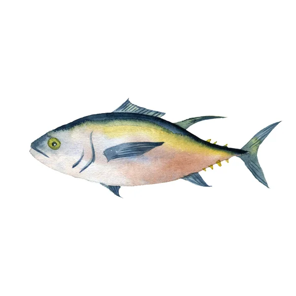 Watercolor drawing fish, tuna — Stock Photo, Image