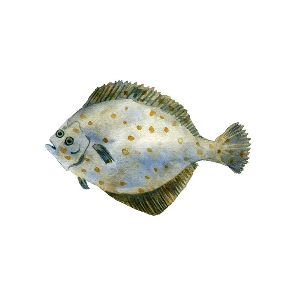 Flounder, watercolor drawing fish — Stock Photo, Image