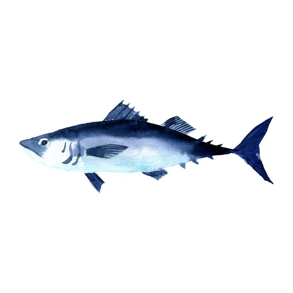 Watercolor drawing fish, horse mackerel, scad — Stock Photo, Image