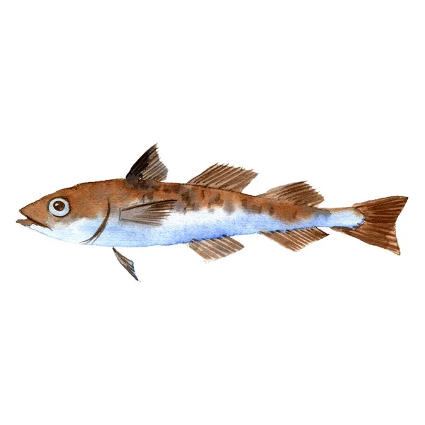 Aquarell Zeichnung Fische, Seelachs — Stockfoto