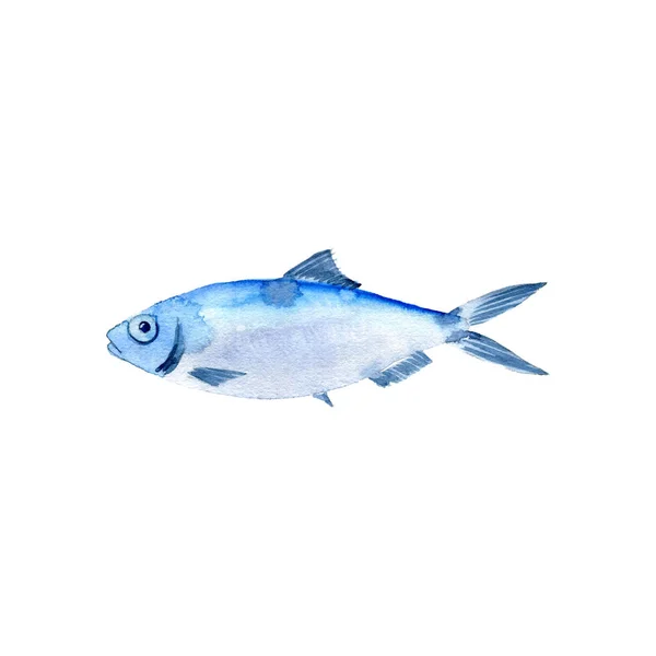 Akwarela rysunek ryby, sardinella — Zdjęcie stockowe