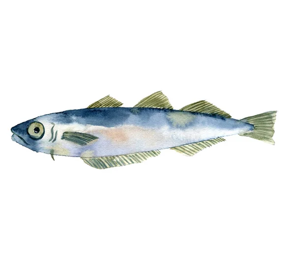Watercolor drawing fish, blue whiting,poutassou — Stock Photo, Image